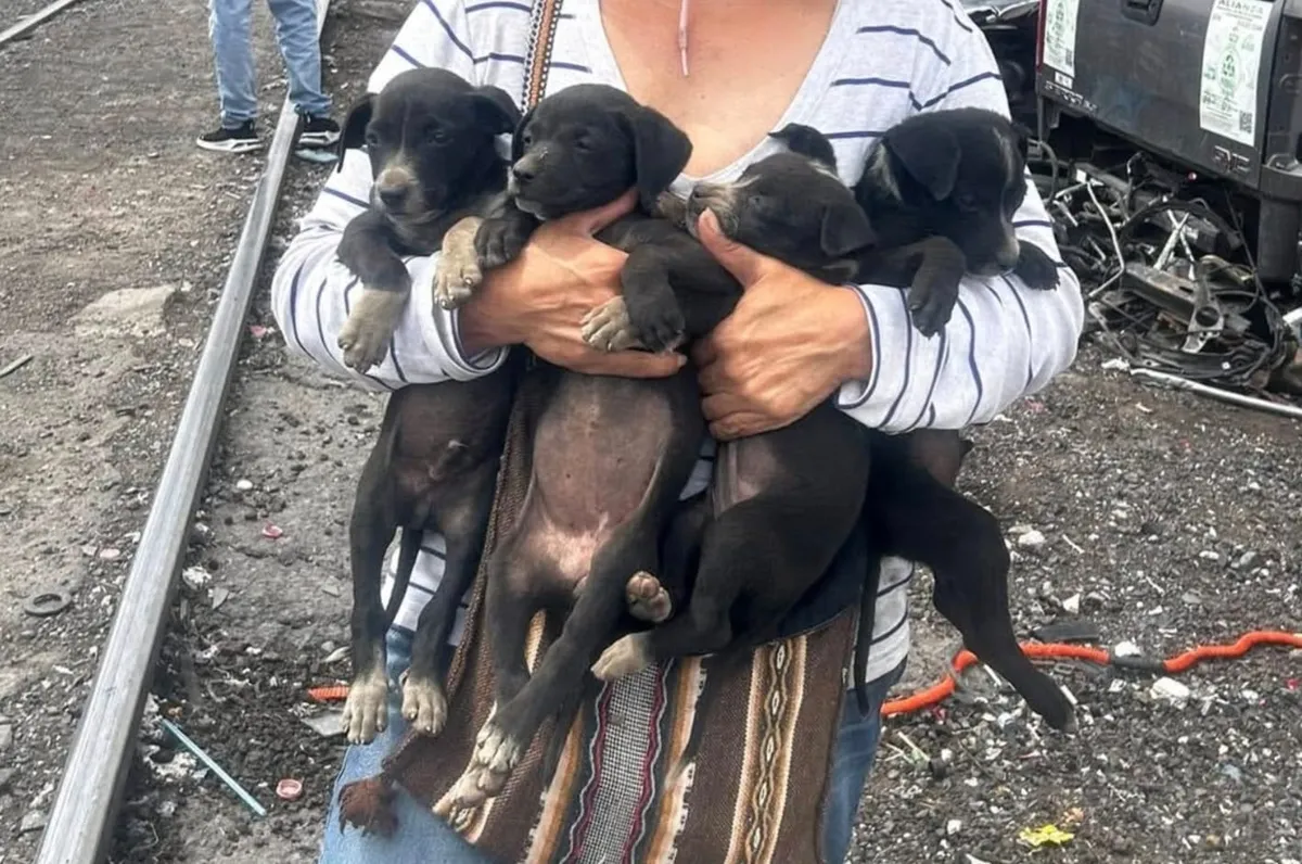 Esterilizan perros ferales en el Canal de la Compañía