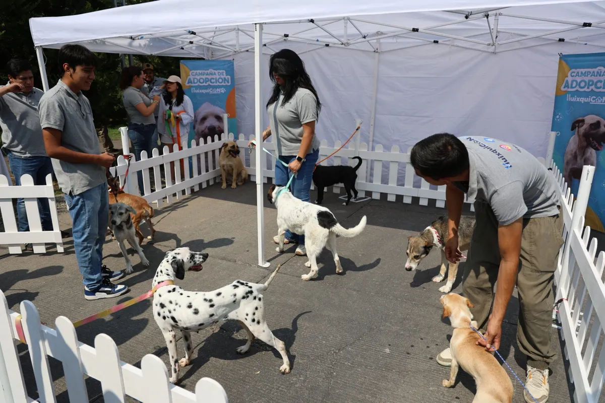 Logra “Huixquican” más de 430 adopciones de perritos que buscaban un nuevo hogar