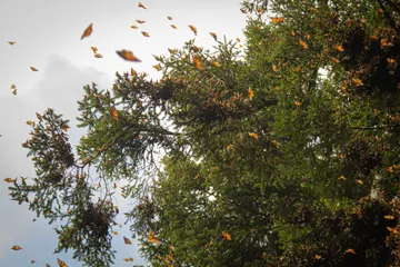 Llega la mariposa monarca a santuarios del Edomex