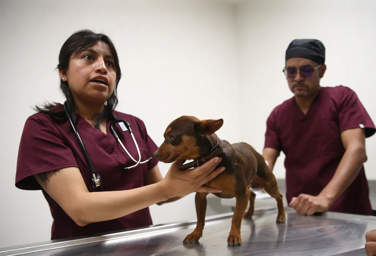 Centro de Bienestar Animal en Atlacomulco brinda atención gratuita a mascotas y animales rescatados