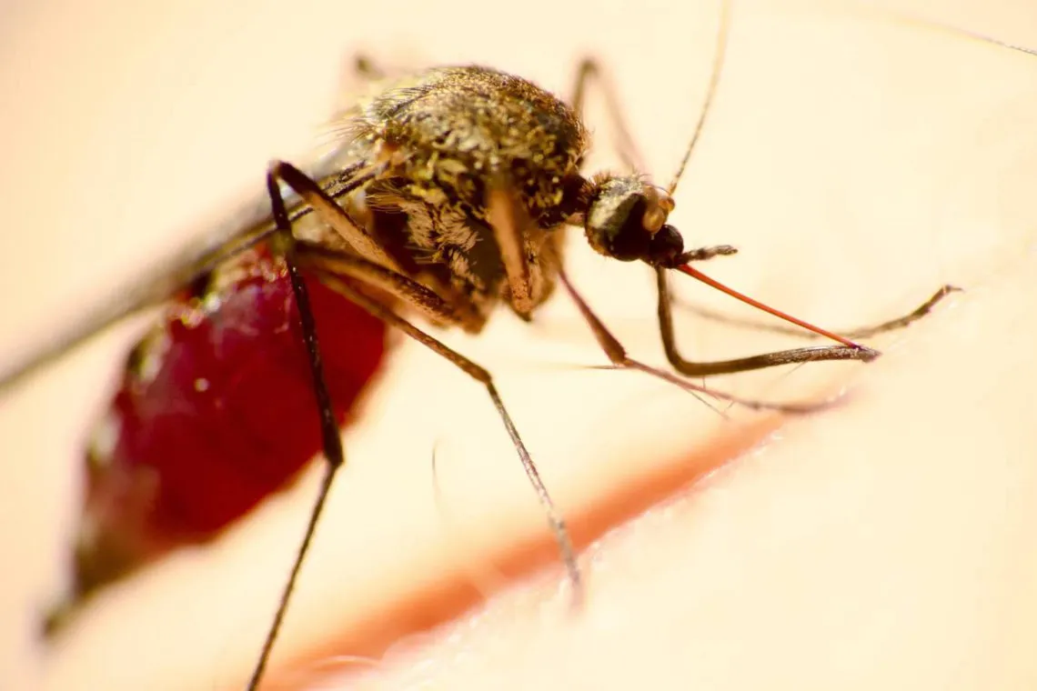Latinoamérica en preocupación  por brote del Virus Oropouche
