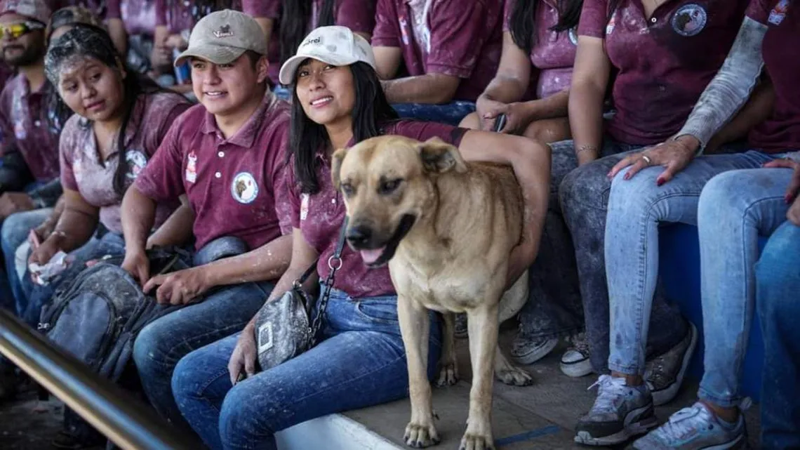 Instalan centro de bienestar para perros que viven en Chapingo