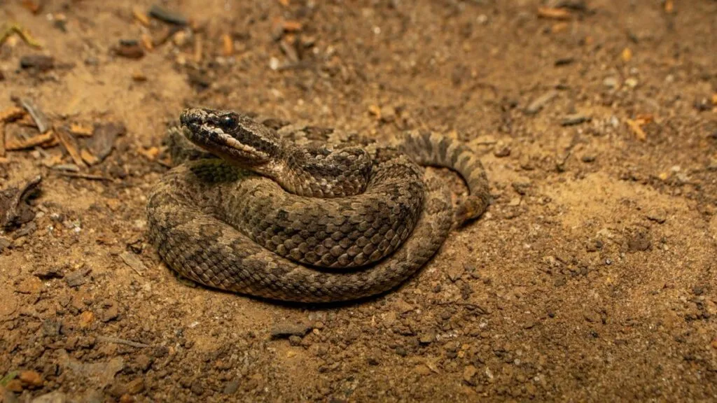 Edomex: Descubren nueva especie de cascabel