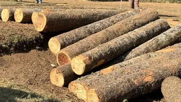 Edomex: Decomisan 294 m3 de madera proveniente de la tala clandestina