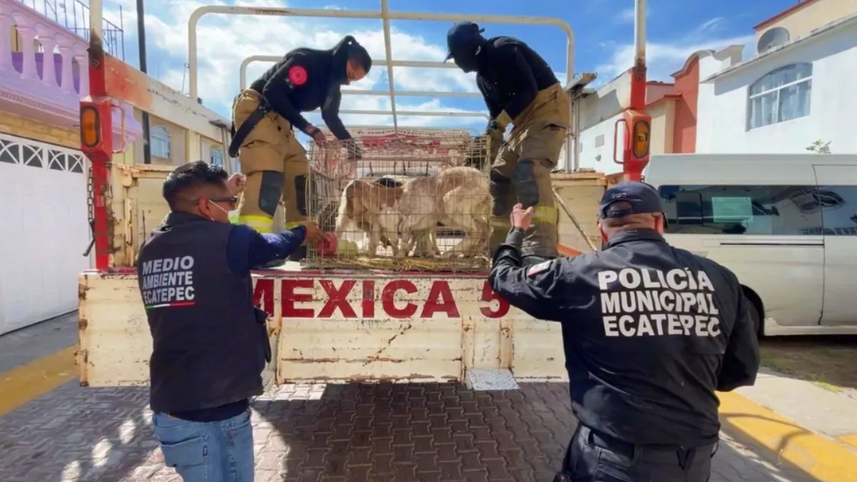 En Ecatepec rescatan a 700 animales hacinados en una casa