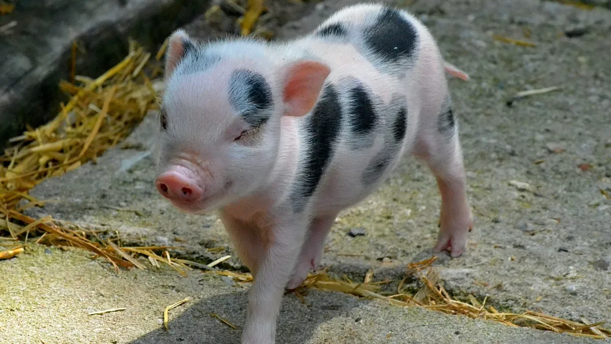 Conoce las ventajas y desventajas de tener un mini pig como mascota