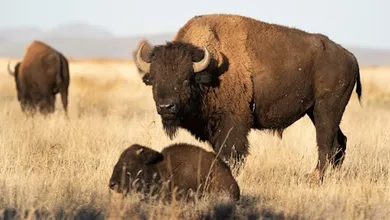 Reserva de Janos: El santuario de Chihuahua donde el bisonte americano vuelve a reinar.