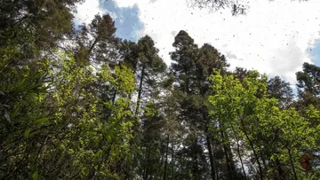 Degradación afecta funciones de bosques mexiquenses, asegura especialista