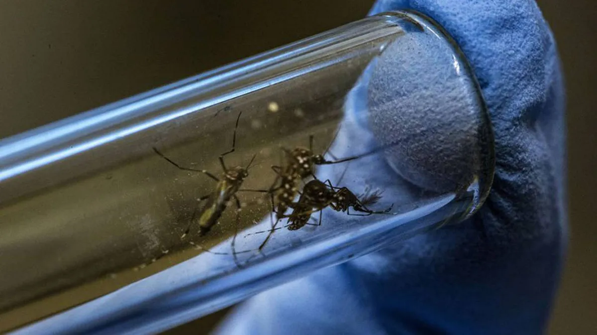 ¿Sabías qué la picadura de mosquito podría ocasionar enfermedades en 2024?