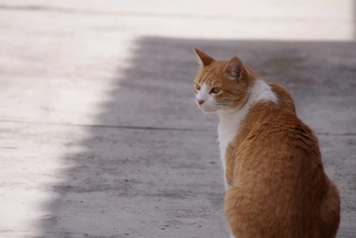 Perros y gatos son especialmente vulnerables, pues no sudan como los humanos, lo que dificulta su enfriamiento natural.
