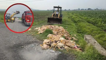 Media tonelada de pollos en descomposición son retirados en San Pablo Autopan