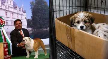 Escalan denuncias por venta de cachorros enfermos en FB e Instagram
