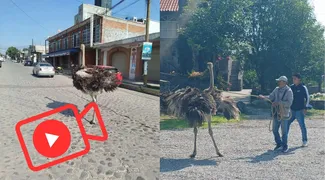Avestruz escapa en Tepotzotlán y supera a la IA en Edomex; hay VIDEO