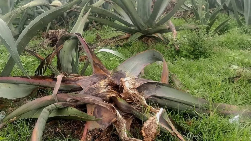 Plaga devasta plantíos de maguey en Ixtapaluca
