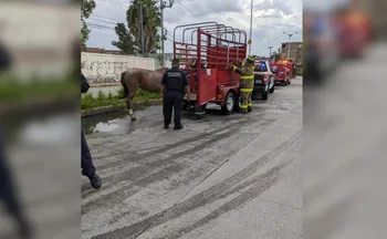 Rescatan a yegua que colapsó al jalar carreta con basura en Tultitlán.