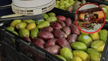 Productores de tuna de San Martín de las Pirámides piden mayor impulso a la agroindustria