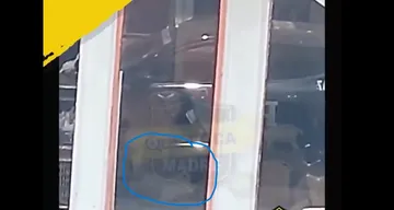 Dicho local se encuentra entre la Glorieta de Colón y Petróleos en donde claramente se ve cómo un sujeto agrede salvajemente a un animalito. Foto: Captura.