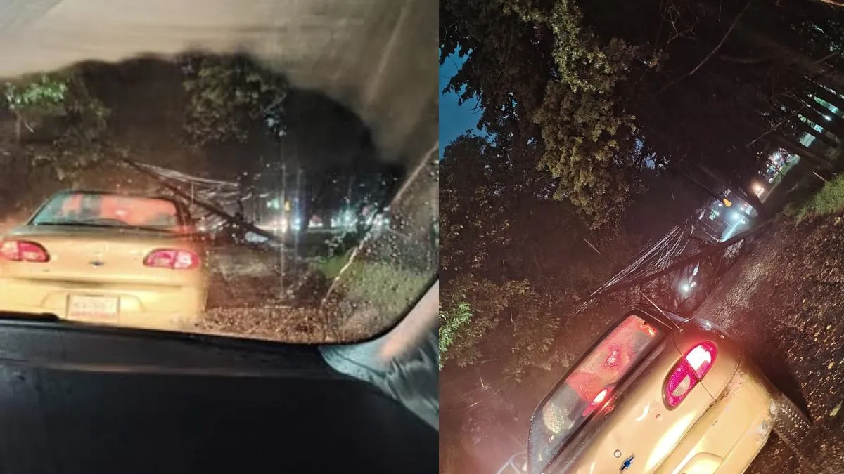 Árbol se cae frente a la empresa Vento en Toluca