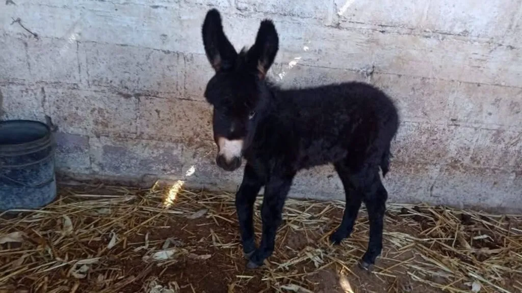 Otumba: Nacen dos nuevos ejemplares en el santuario de burros