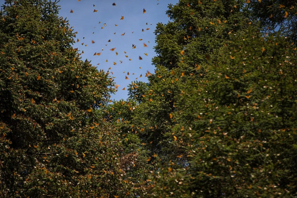 Últimos días para ver a las mariposas monarcas