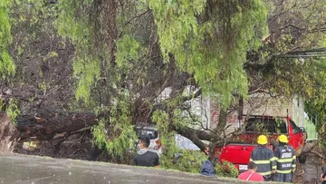 Tormenta derriba ocho árboles en Acolman