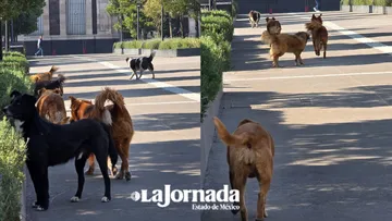 Vecinos advierten sobre jaurías en el Testerazo en Zinacantepec