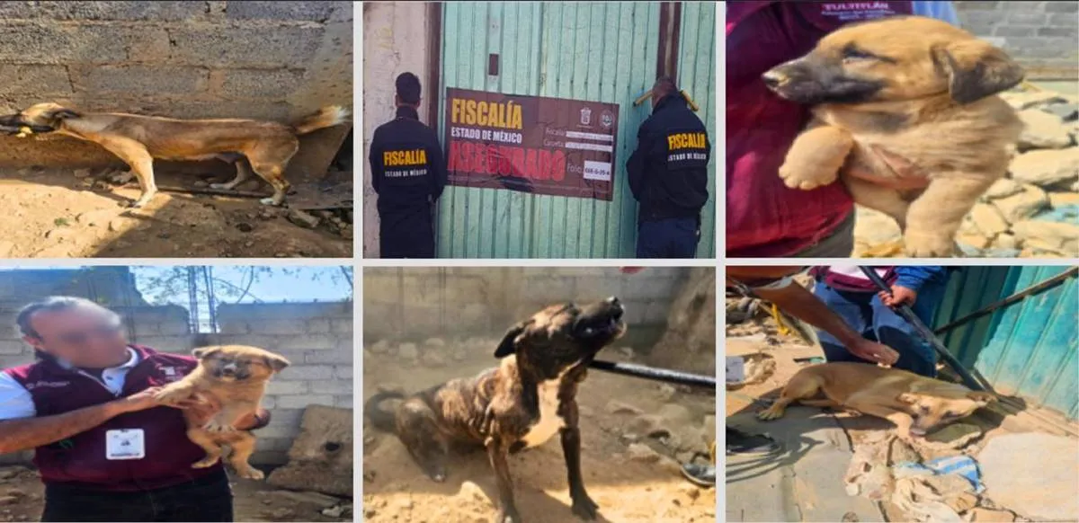 Seis perros son rescatados de maltrato animal en Tultitlán