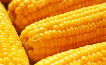 Edomex: 2.8 millones de toneladas de maíz y milenios de tradición