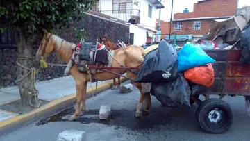Ayuntamiento no cumplió, equinos siguen de carretoneros
