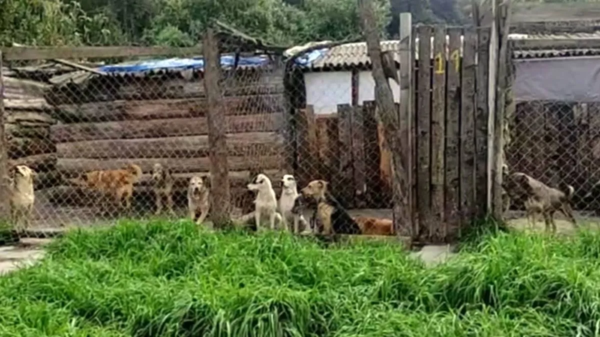 Más de 400 perros podrían quedarse sin albergue en Amecameca