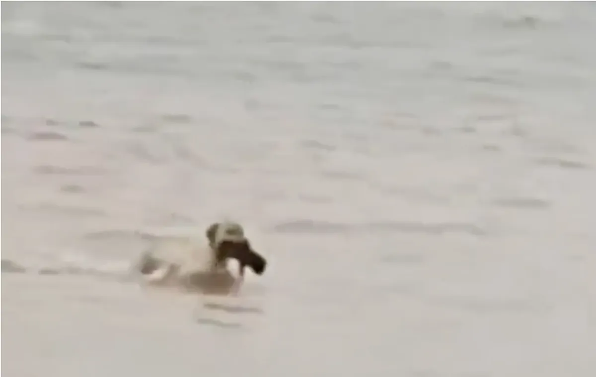 [VIDEO] Perrita heroína salva a su cachorro de las inundaciones en Reynosa