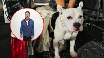 Detienen a dos hombres por arrastrar a un pitbull en Tlalnepantla