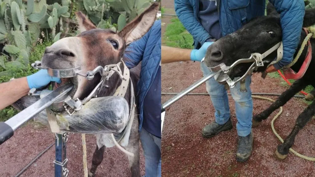 Burros de Otumba reciben atención dental especializada