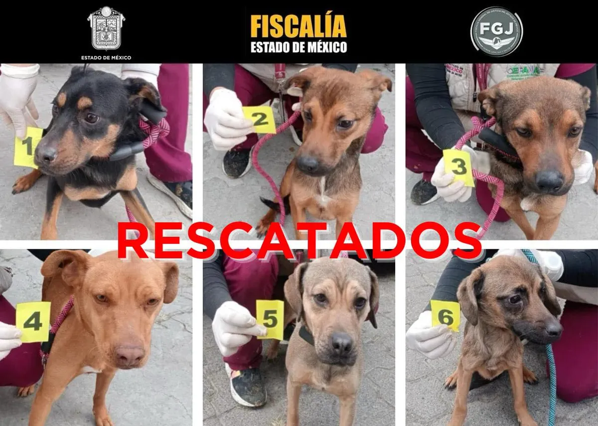 La intervención se realizó tras una denuncia ciudadana, lo que permitió la ejecución de un cateo en un domicilio de la colonia Arbolada.