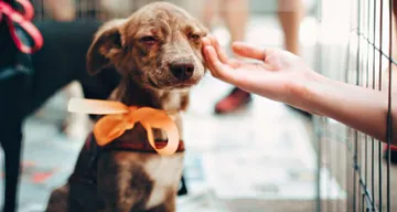 adoptar mascotas