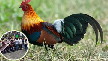 Galleros exigen exclusión de la ley de Bienestar Animal en Edomex