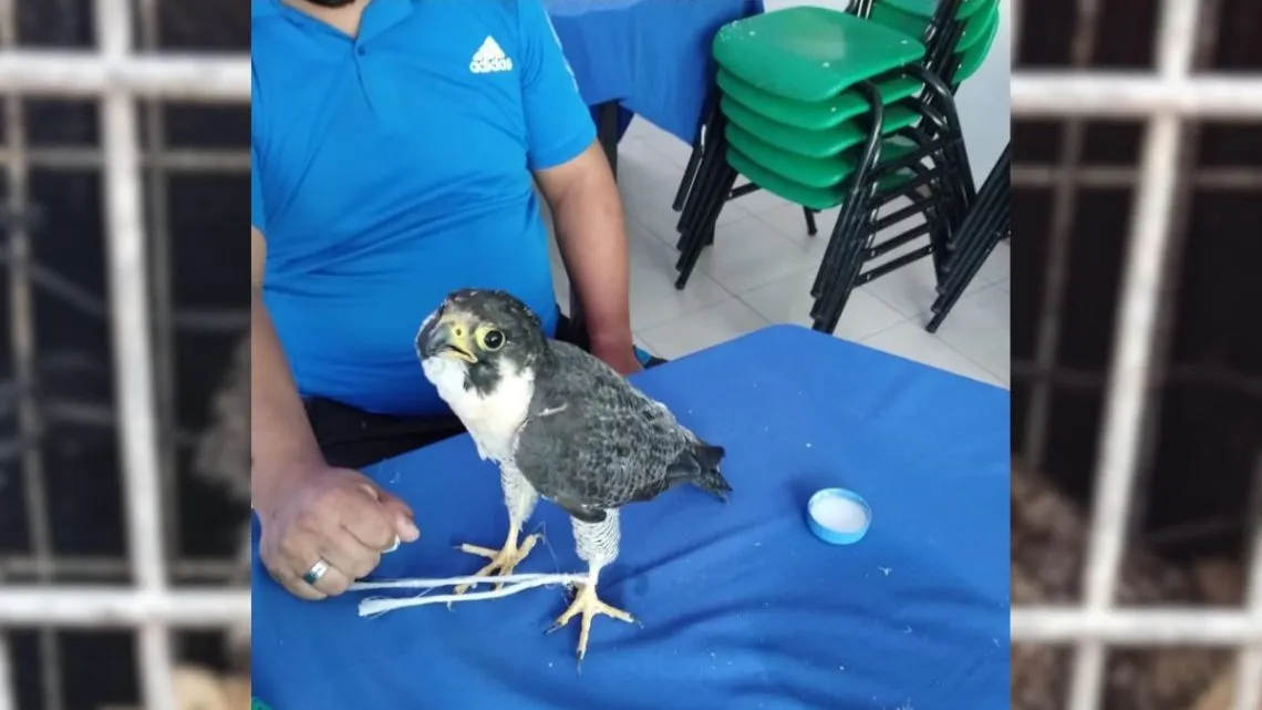 Rescatan a un búho y un halcón en Ixtapaluca
