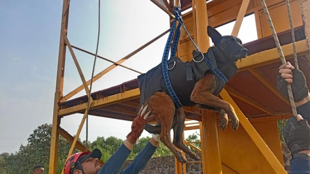 Perritos Hunter y Bom obtienen certificación en búsqueda y rescate en San Martín de las Pirámides