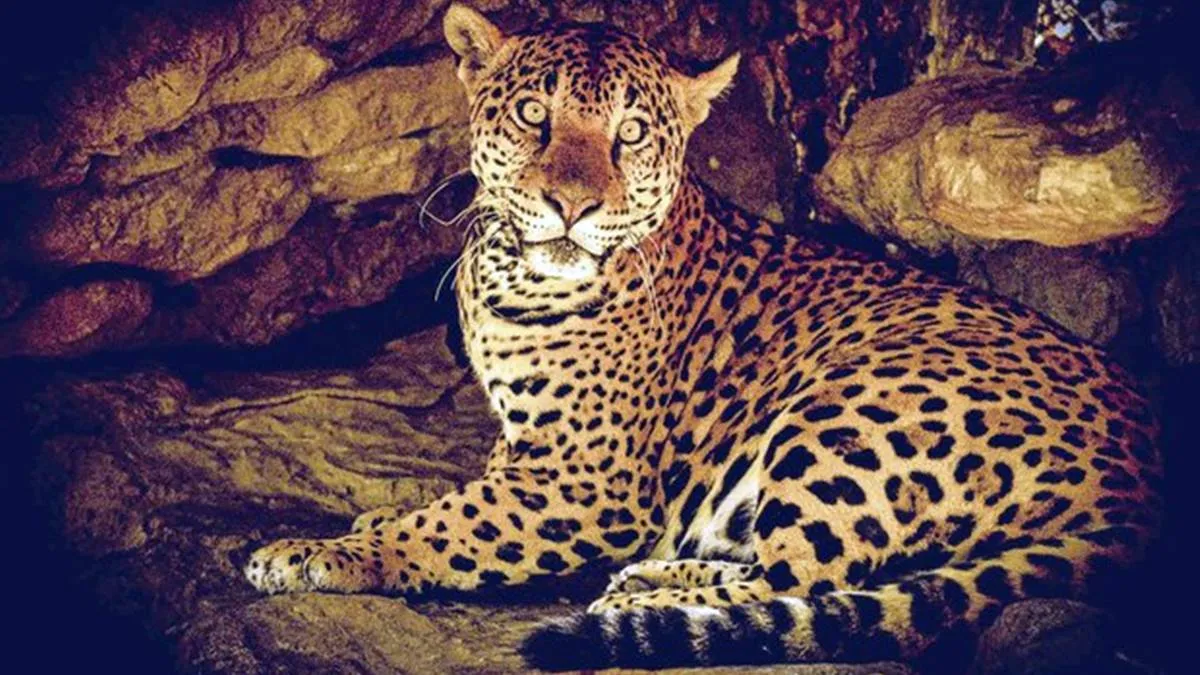 El río y el jaguar (III y última)