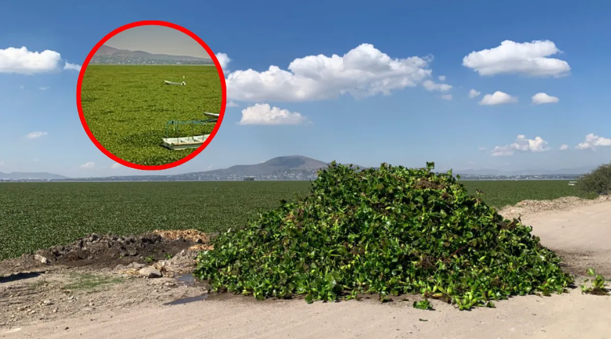 Pescadores piden monitoreo y contención del lirio en la Laguna de Zumpango