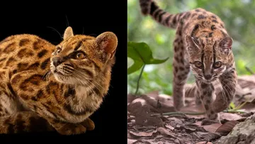 Tilcayo, la nueva especie de felino recién descubierta en los bosques de Bolivia