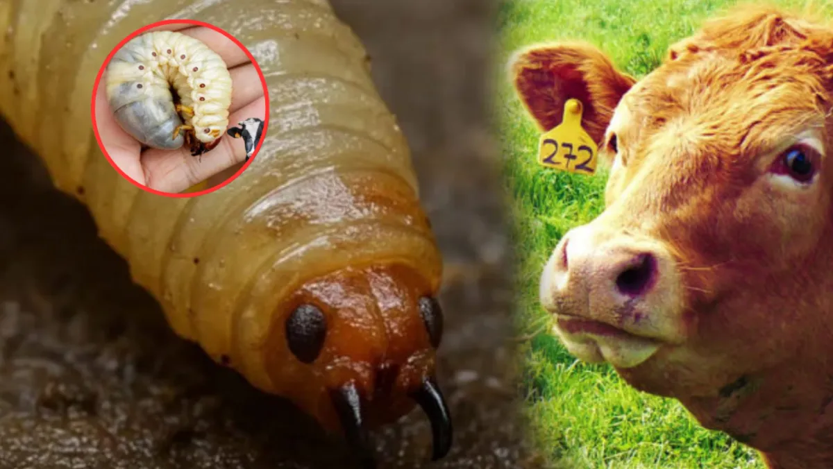 Salud Edomex alerta por gusano barrenador y pide consumir solo carne certificada