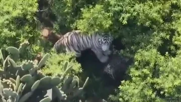 Suspenden búsqueda del tigre en Tepetlaoxtoc