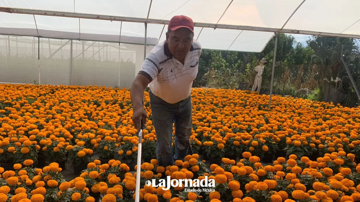 Cempasúchil chino inunda Edomex