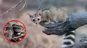 ¡Cuidado! Atizapán pide no dañar a víboras ni cacomixtles