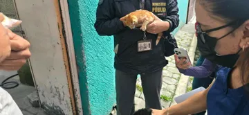 Toluca rescata a 30 perros y gatos por presunto maltrato animal