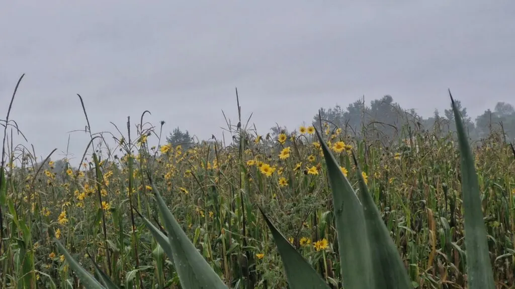 Ejidatarios denuncian grave daño ambiental en Sierra de Tepotzotlán por vehículos 4×4