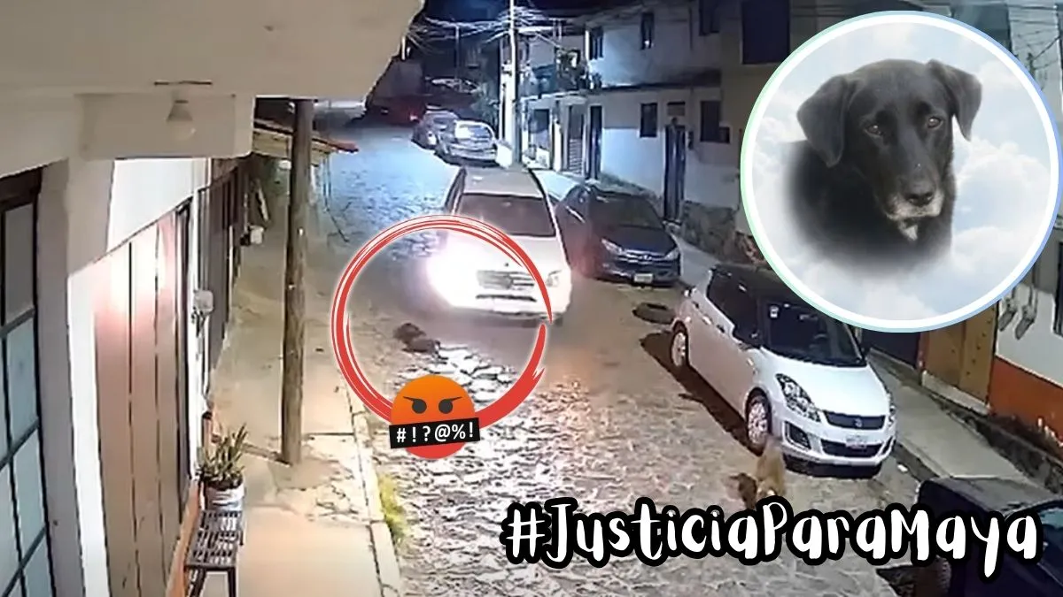 #JusticiaParaMaya | Piden justicia para perrita atropellada en Valle de Bravo; todo quedó en VIDEO