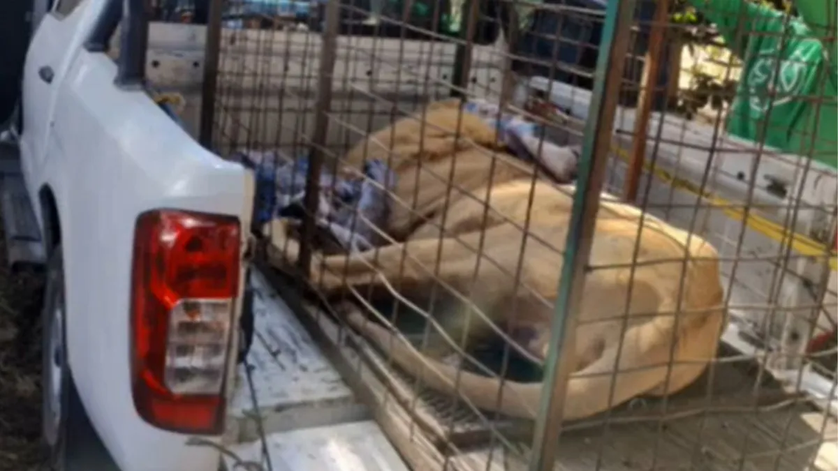 Jalisco: León es rescatado tras operativo en Acatic