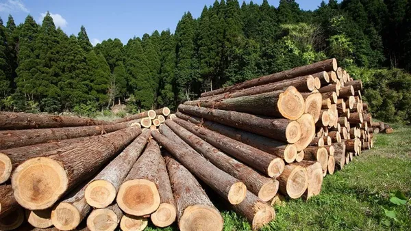 Diputados respaldan que estados tengan facultad y representación legal para combatir la tala ilegal